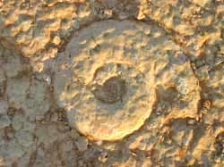 Fossili della Lessinia Verona