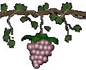 valpolicella uva