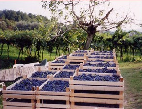 valpolicella uva 